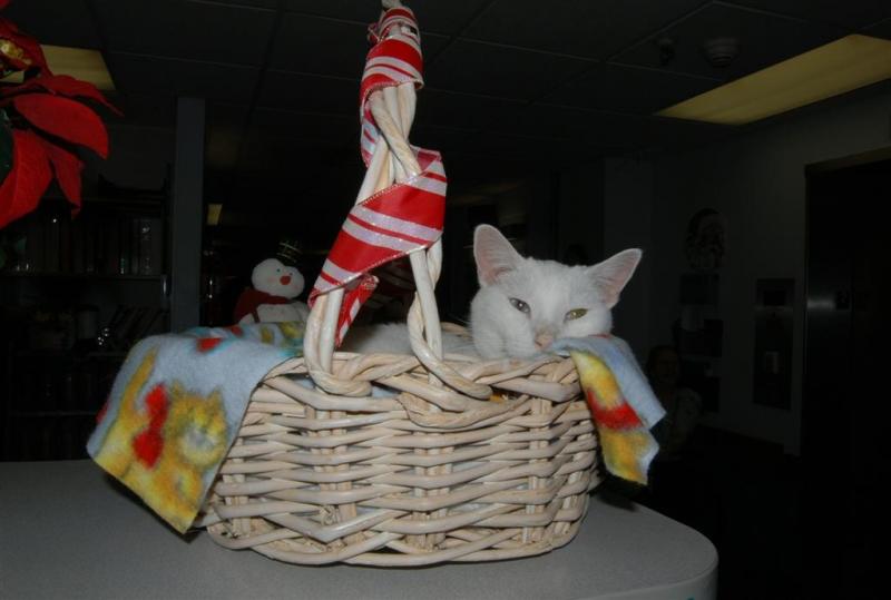 Blanco the Christmas Kitty!
